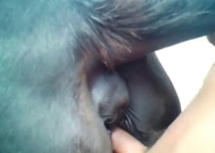 Anally fucking my own stallion