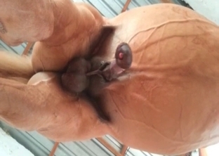 Small horse has a very massive dick