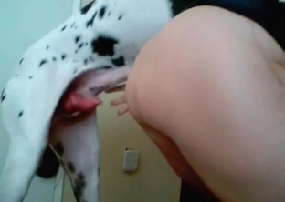 Dog bestiality with my spotted lil friend