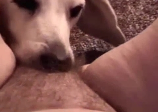 Trained retriever licks my pussy in POV