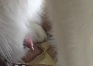 Sexy as hell husky nicely licks my fat cock