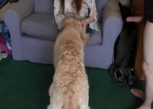 Doggy licks a tight pussy of a female