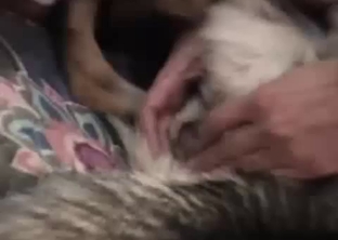 The tight asshole of this puppy gets played with