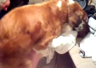 Sensual doggy is fucking her tight cunt on the cam