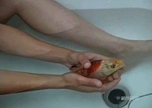 Cute young brunette shoves a huge fish in her pussy
