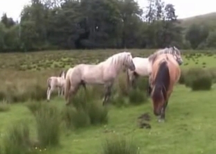 Two horses enjoying some privacy