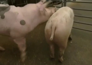 Good pigs are fucking in the doggy style pose