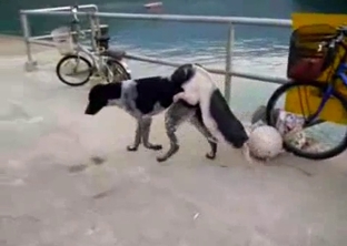 Good amateur outdoor sex with two nice-looking hounds