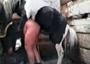 Mare fucks like a dog