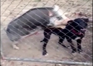 Sensual dogs are enjoying hardcore penetration