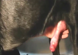 Jack-off action in a hot bestiality porn