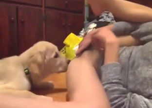 Asian lady gets her pussy licked by a mutt