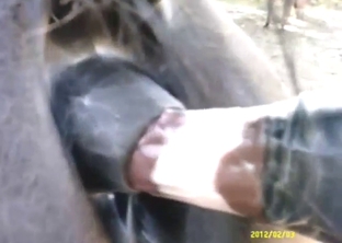 Stallion gets toy-fucked until it's loose enough