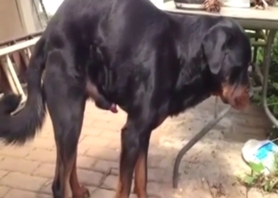 Horny Rottweiler dog shows off its nice cock