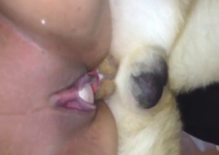 Yogi the dog fucking that submissive lady hard