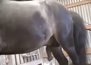 Horse tearing into this dude's asshole hardcore