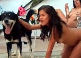 Intensive dog bestiality action with a shepherd