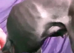 Filthy doggy in awesome bestiality