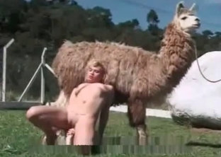 Lama is watching an awesome striptease