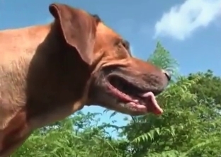 Outdoor sex with a hound