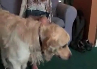 Sexy doggy gives a good rimjob for a hubby